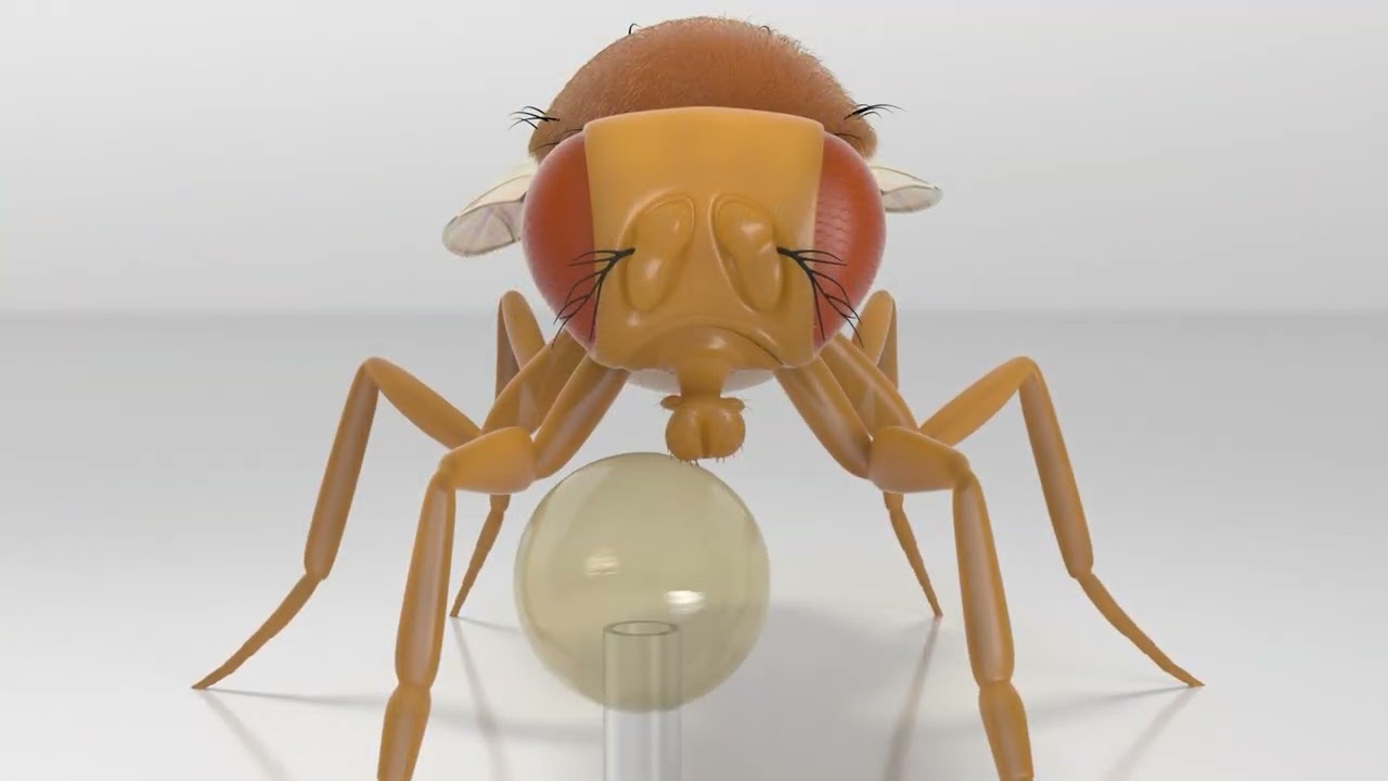 永生果蝇